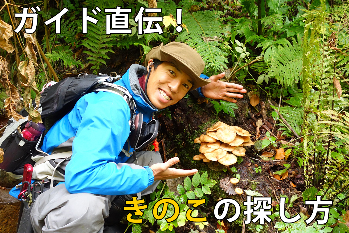 天然きのこを見つけるには？探し方の4つのポイントをアウトドアガイドがお伝えします